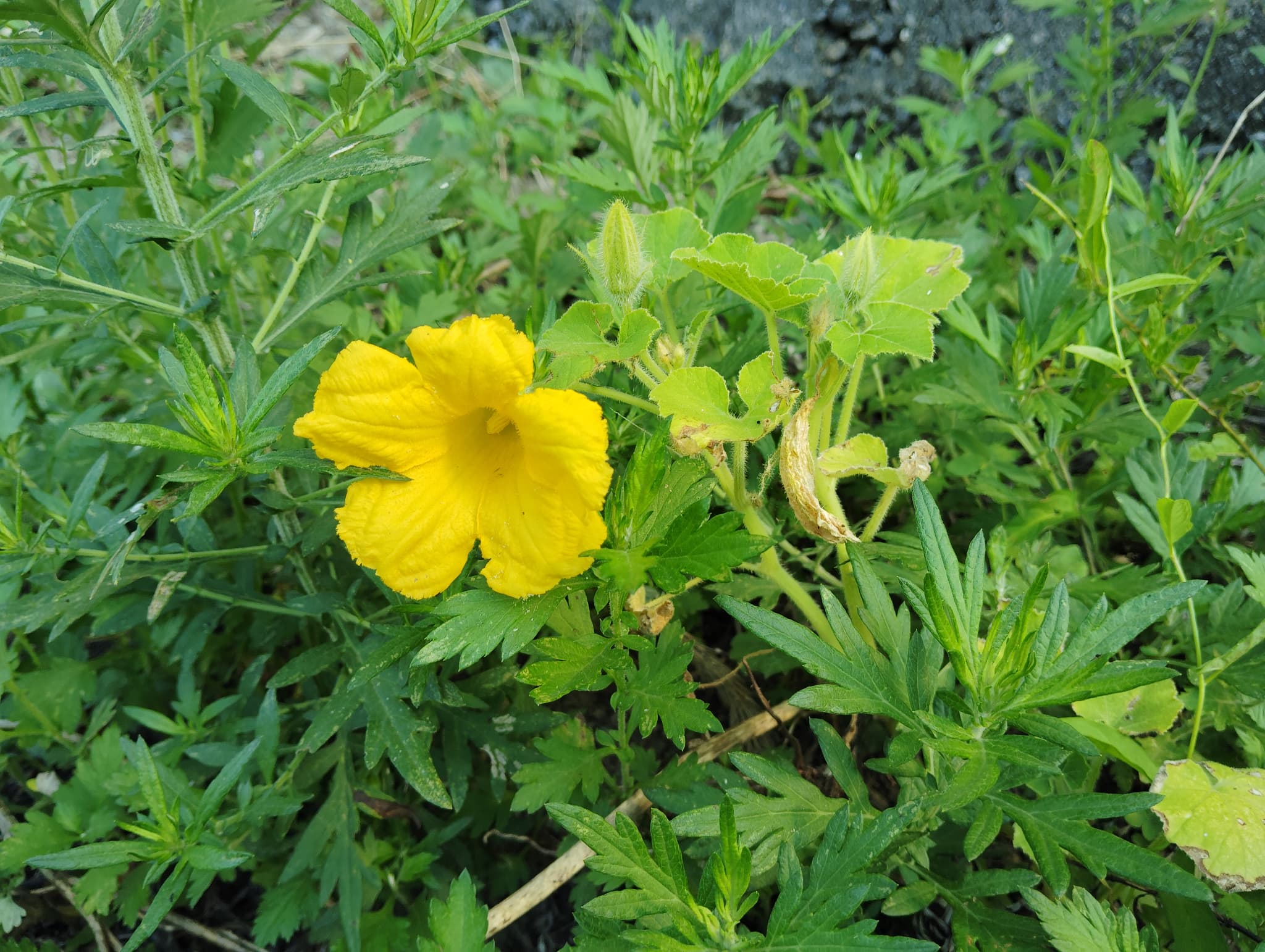 カボチャの花