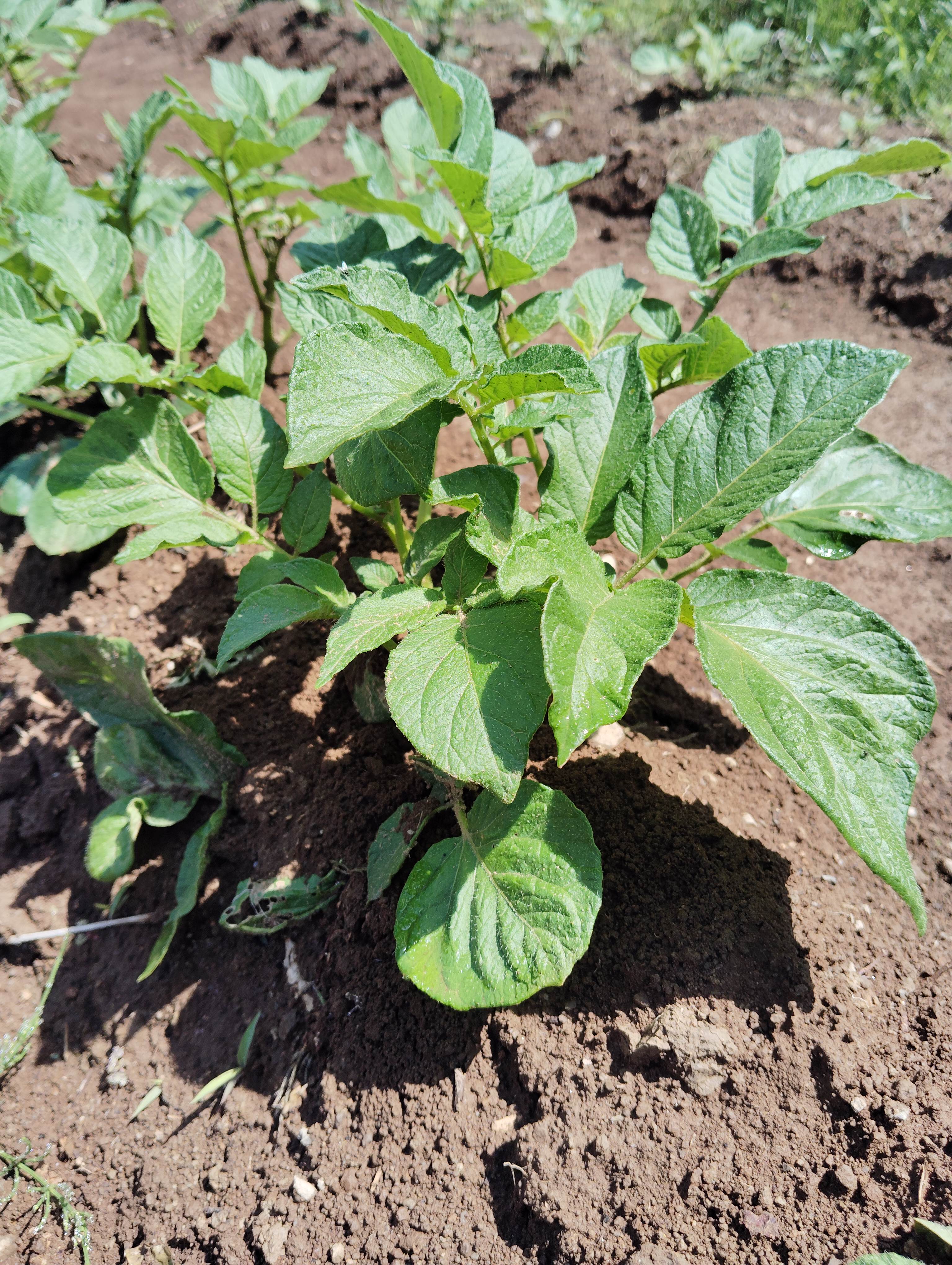 じゃがいもの葉が生い茂ってきた