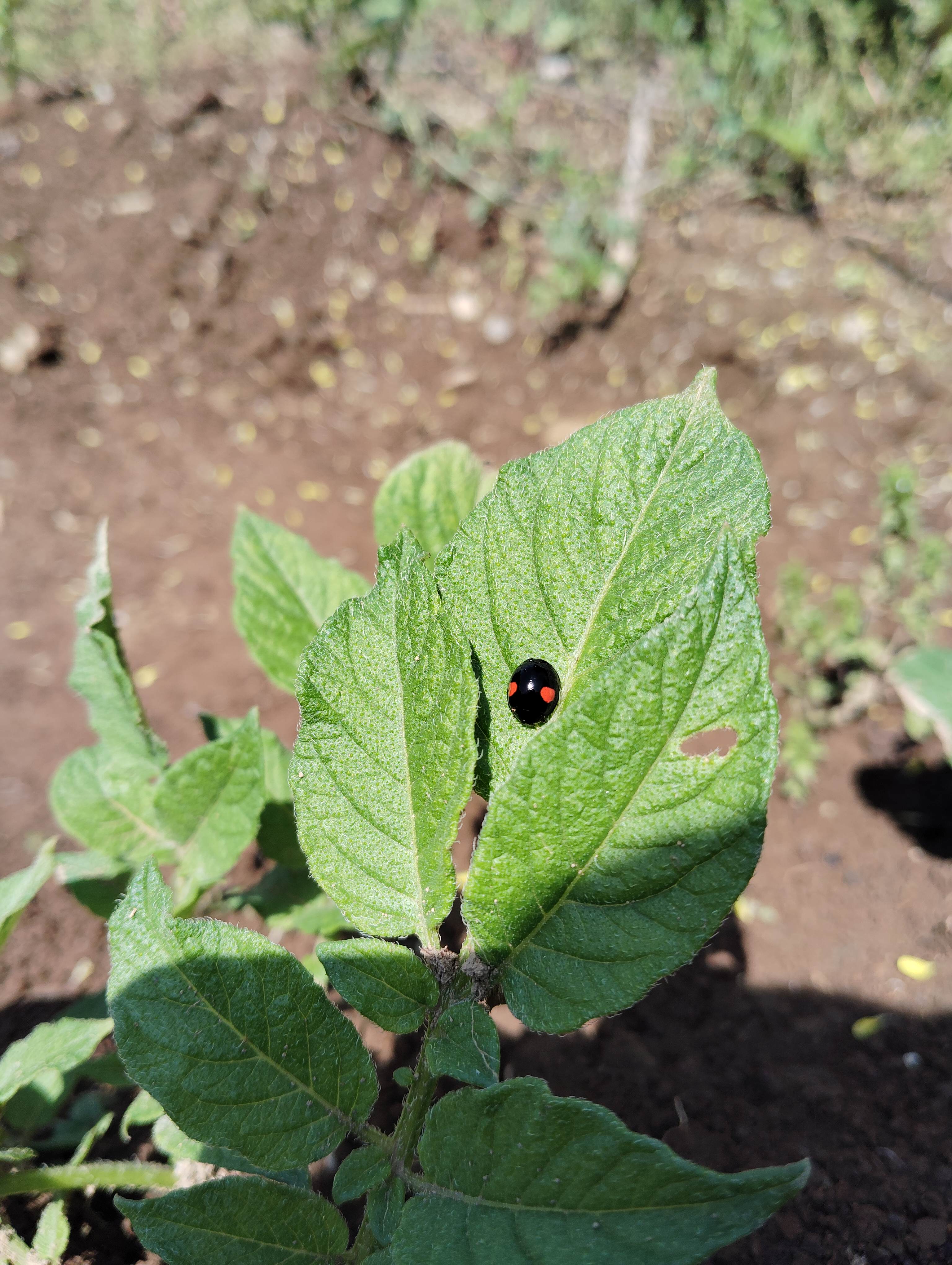じゃがいもの葉で休憩するてんとう虫