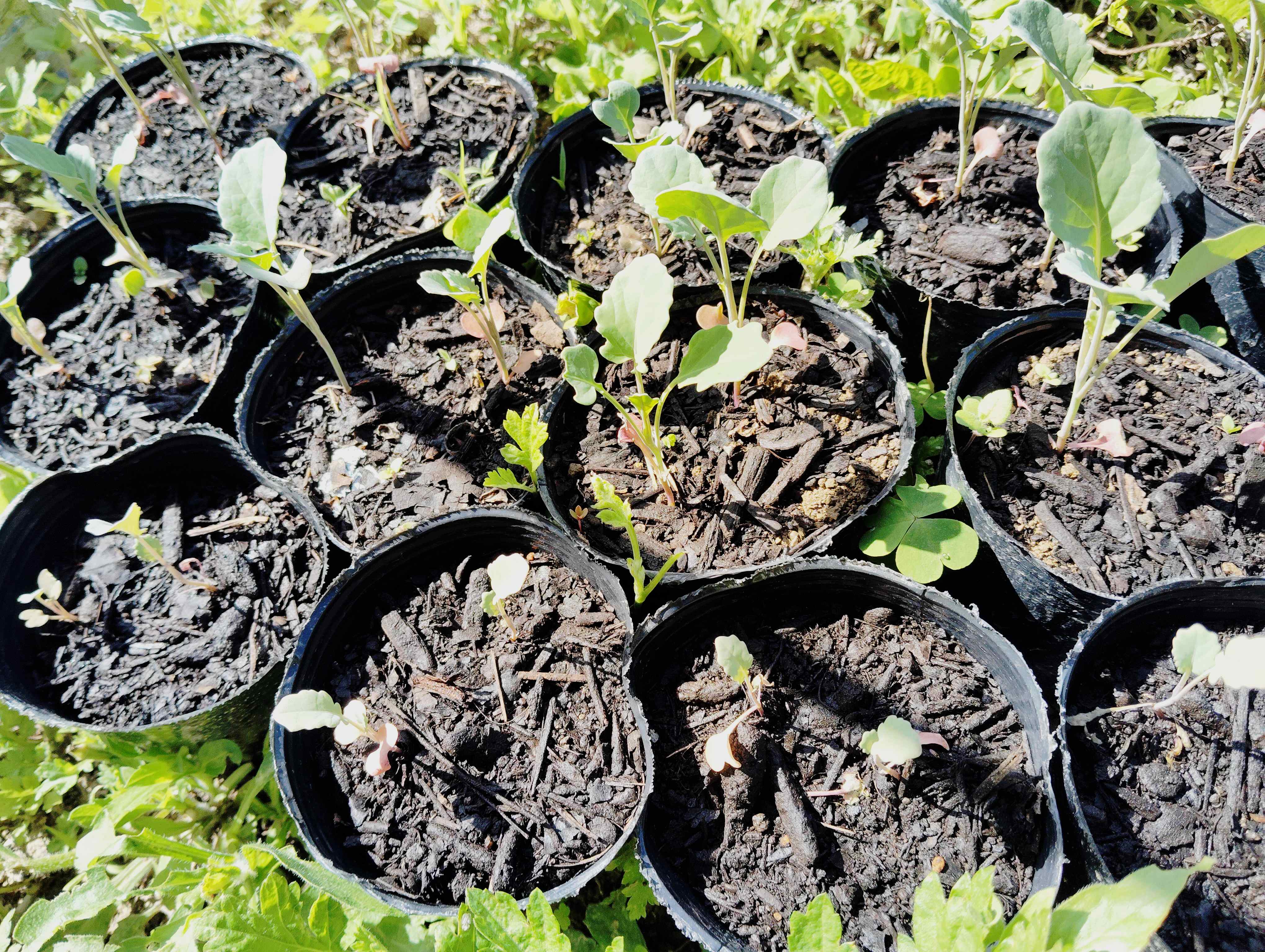 ブロッコリーの種を植えたら芽がでた