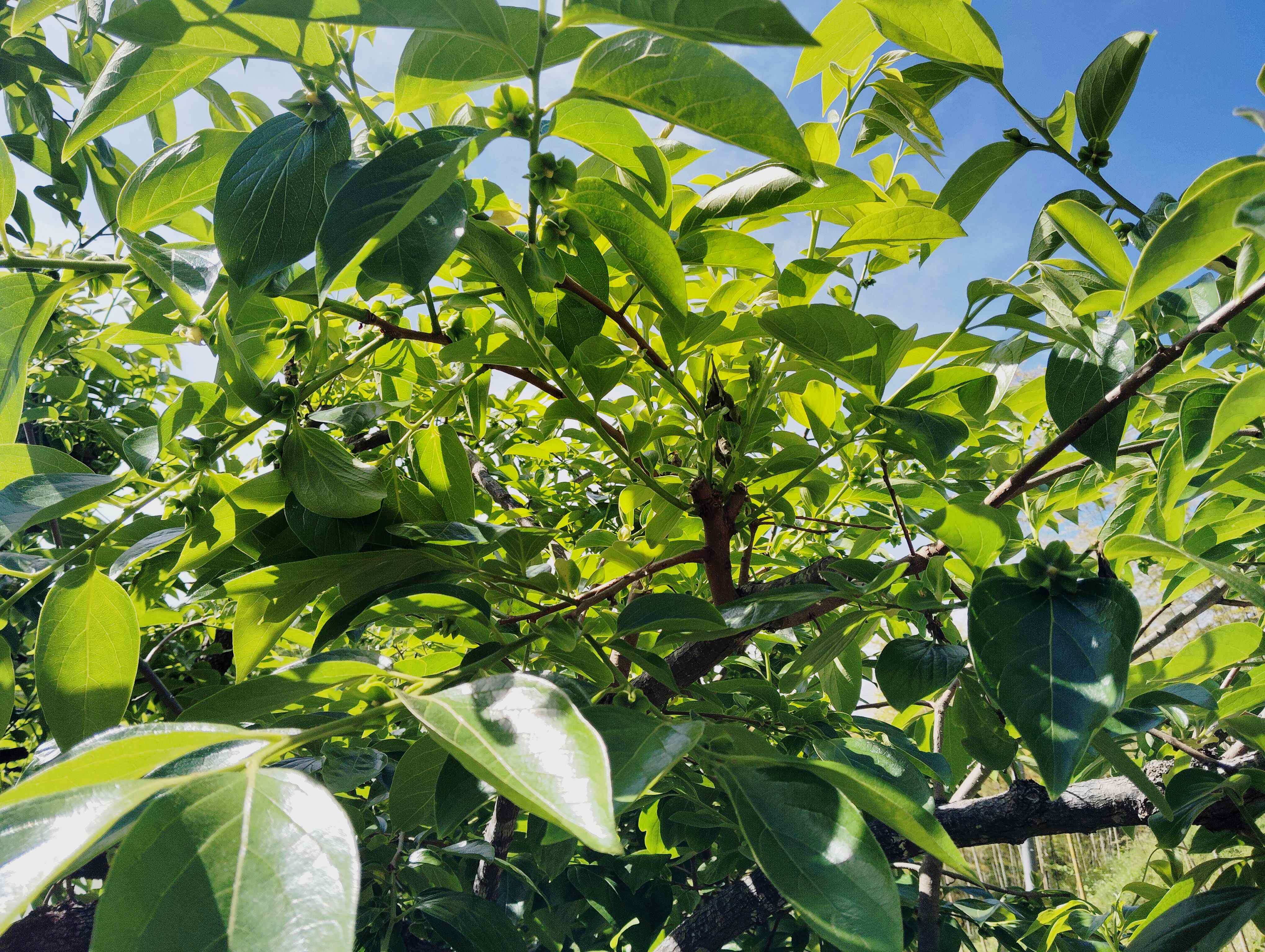 新芽が生い茂る柿の木