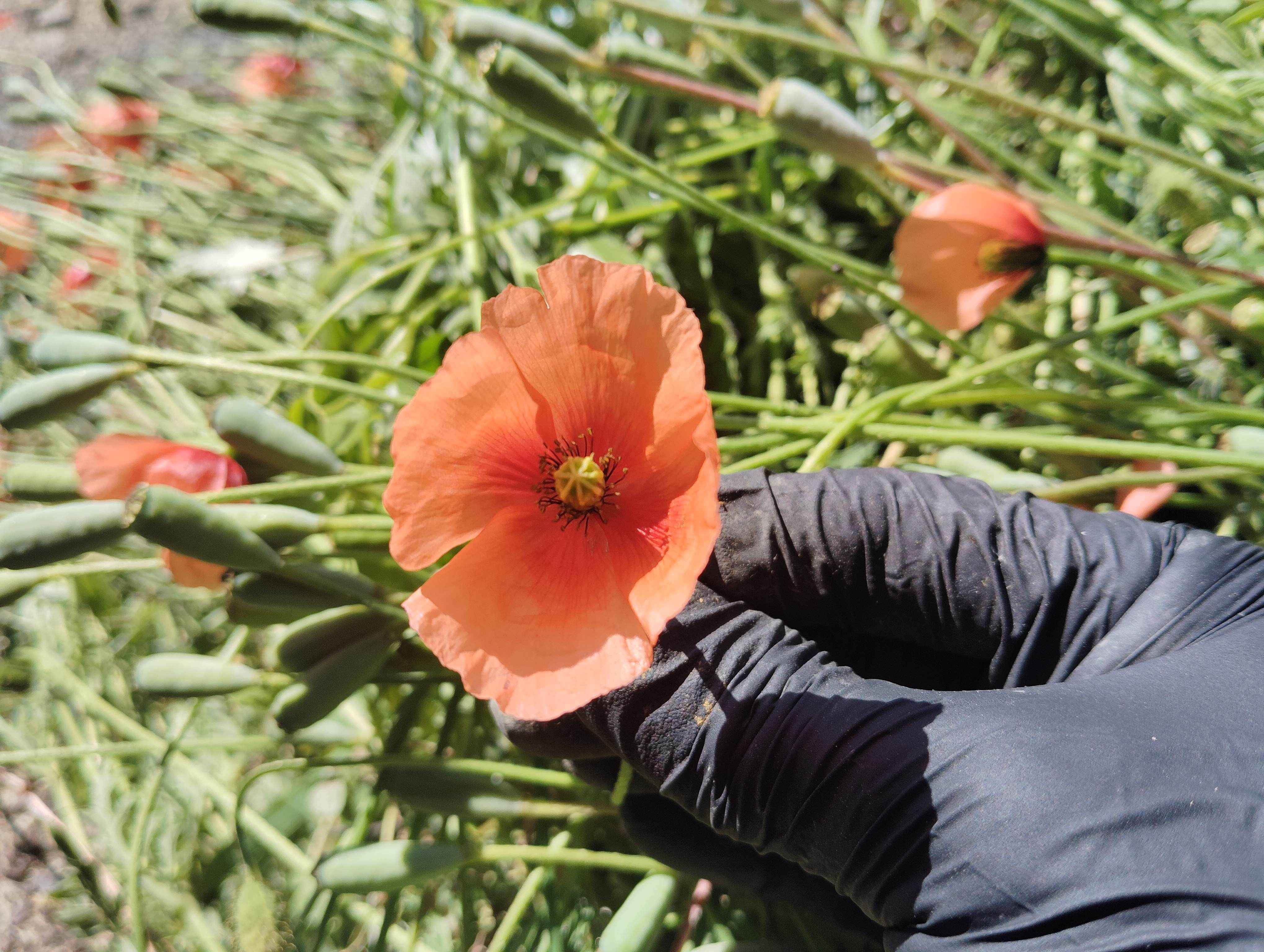 オレンジ色のナガミヒナゲシの花のアップ
